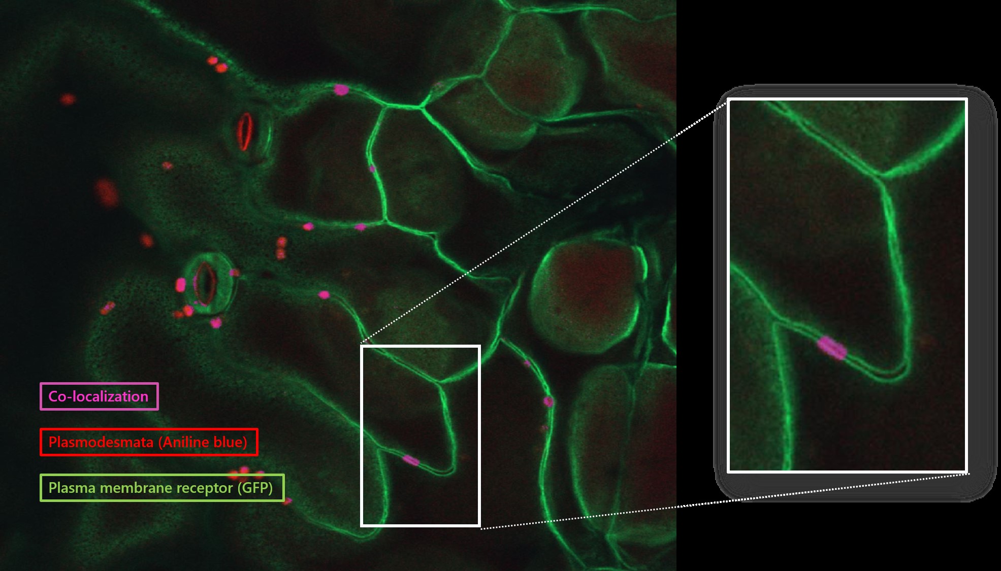 Co-localization of a Receptor Like Kinase and Plasmodesmata